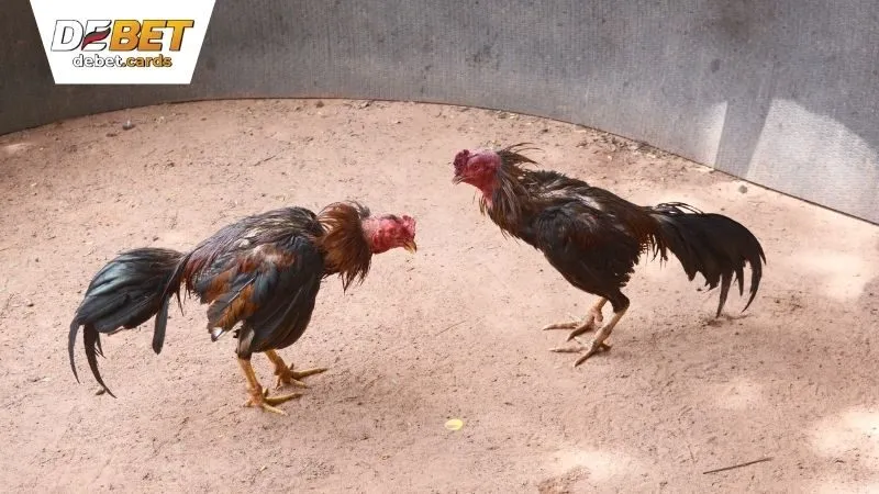 da-ga-debet