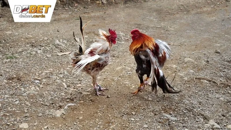 da-ga-debet